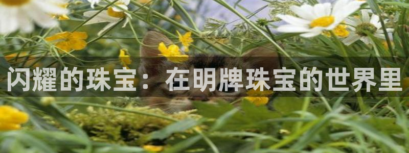 开丰娱乐上：闪耀的珠宝：在明牌珠宝的世界里